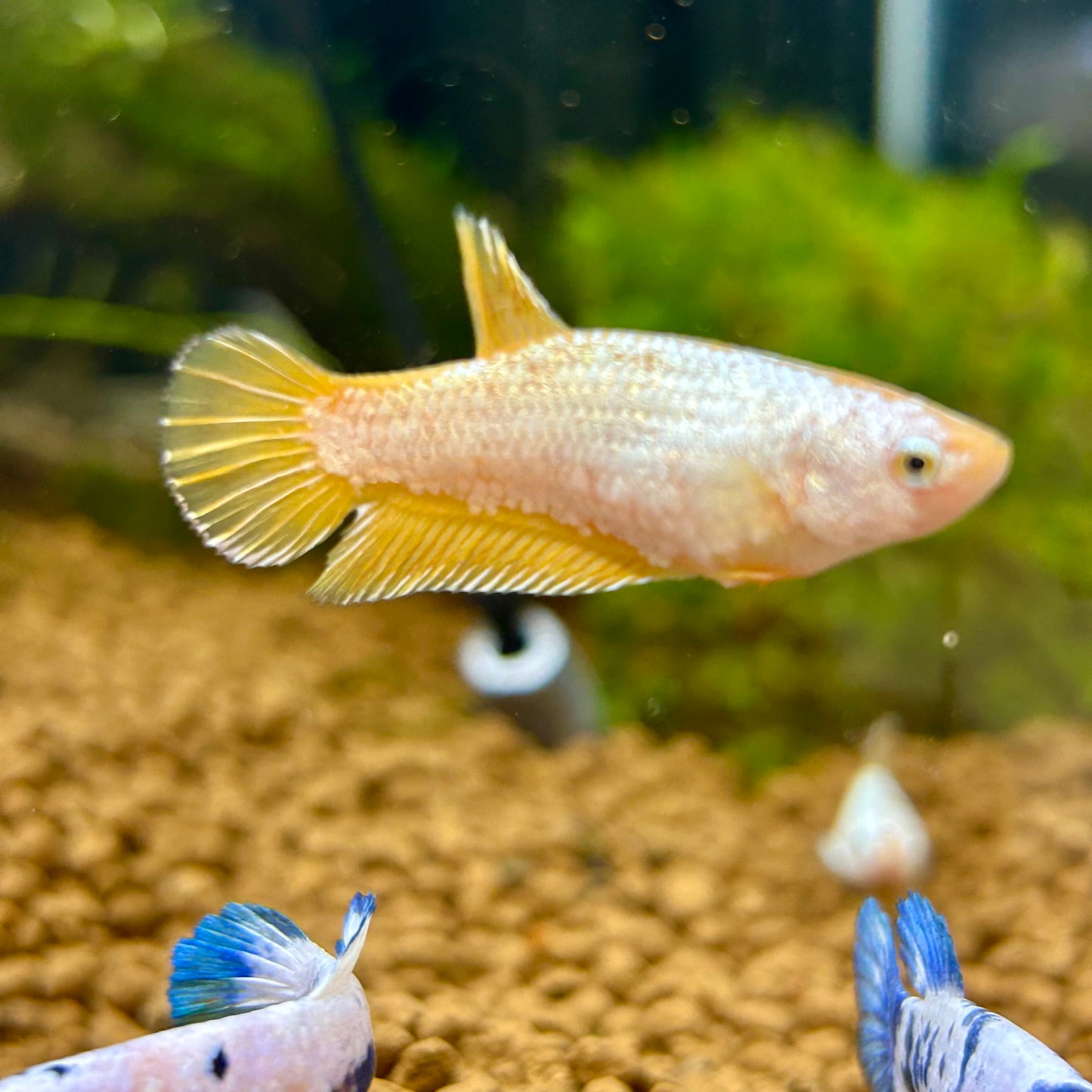 Yellow Dragon Plakat - Female Betta