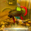 Wild Imbellis Green - Male Betta 010