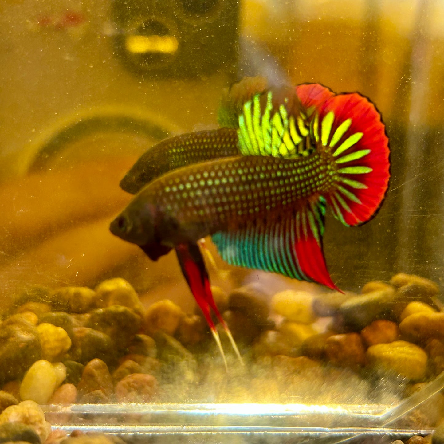 Wild Imbellis Green - Male Betta 010