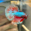 Red Fancy Halfmoon - Male Betta 123