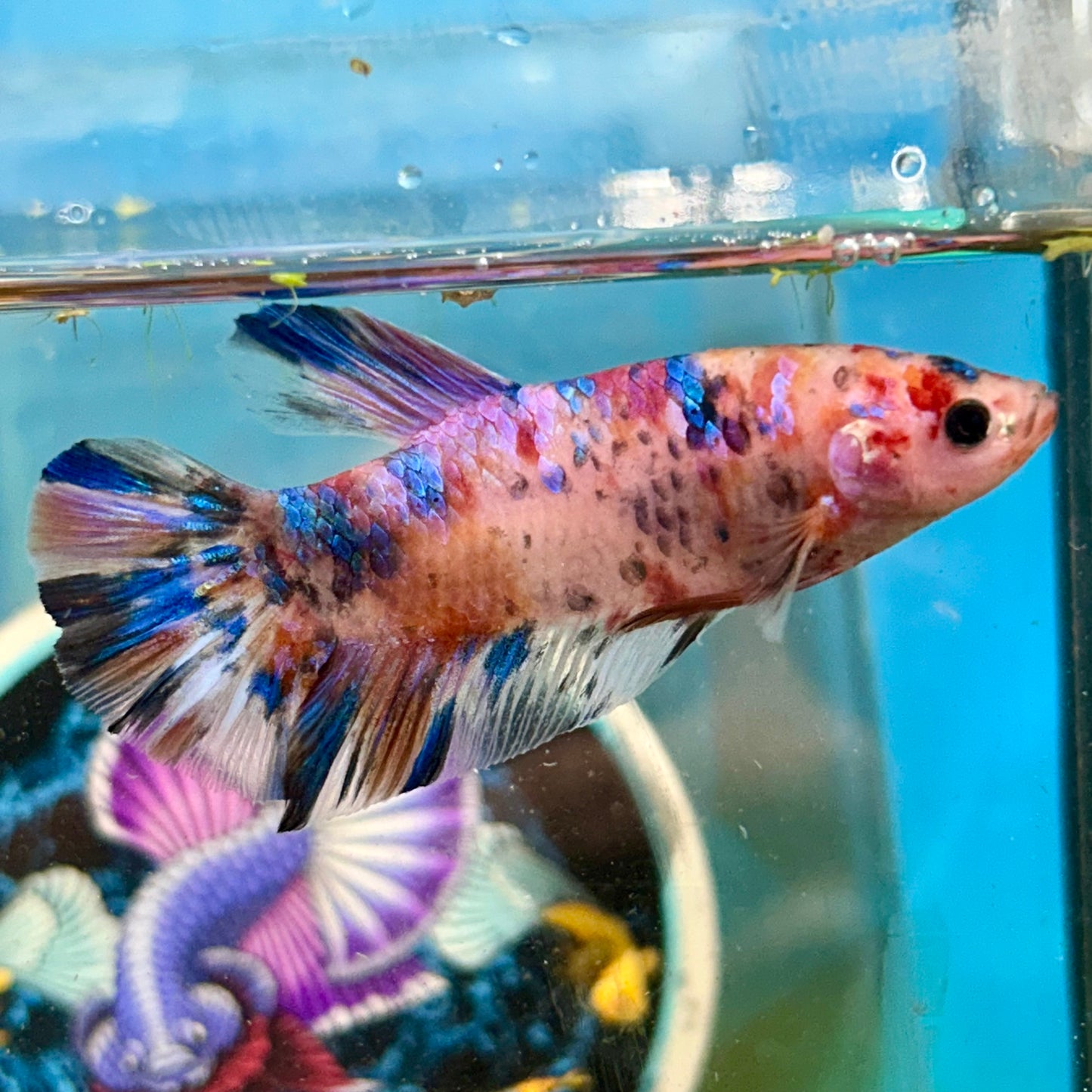 Giant multicolor Plakat - Male Betta BO 5cm 047