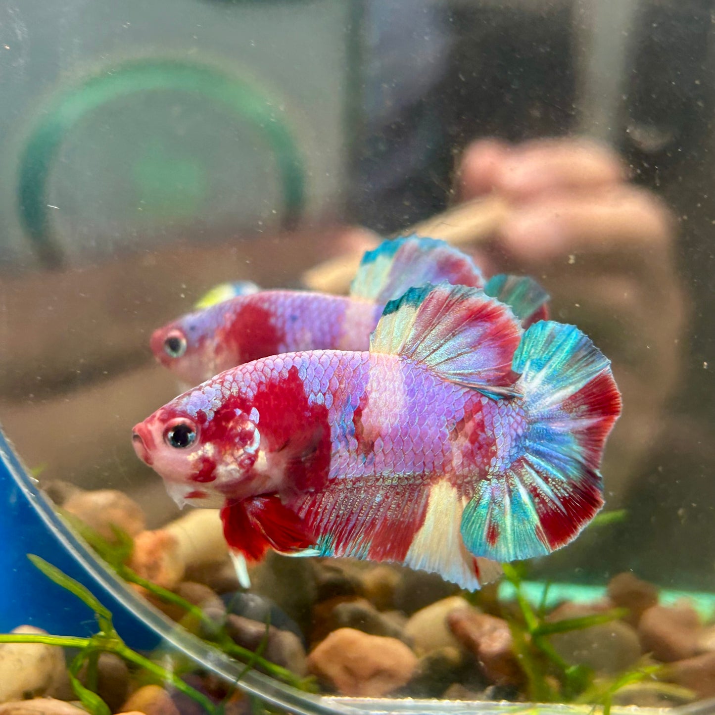 Multicolor Purple Koi Plakat - Male betta 005