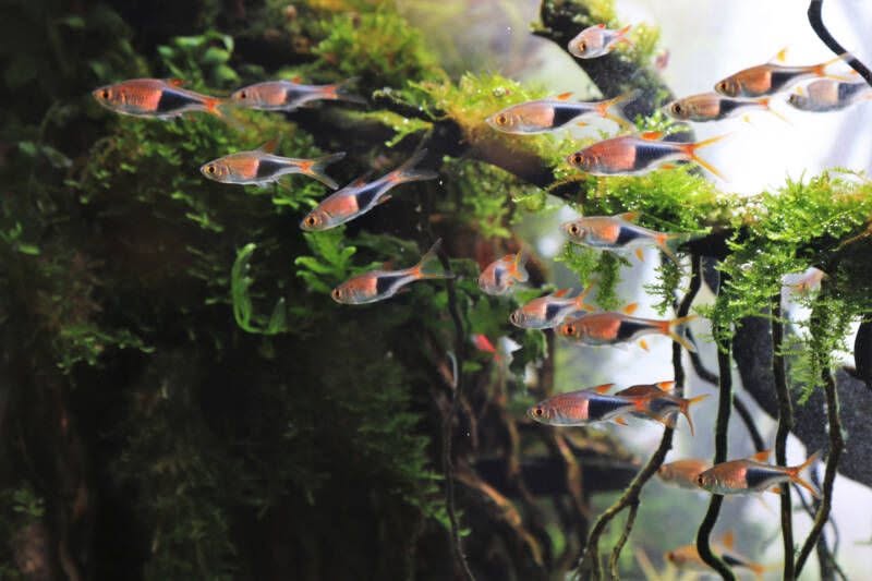 Rasbora Kubotai - Pez Vivo para Nano Acuario