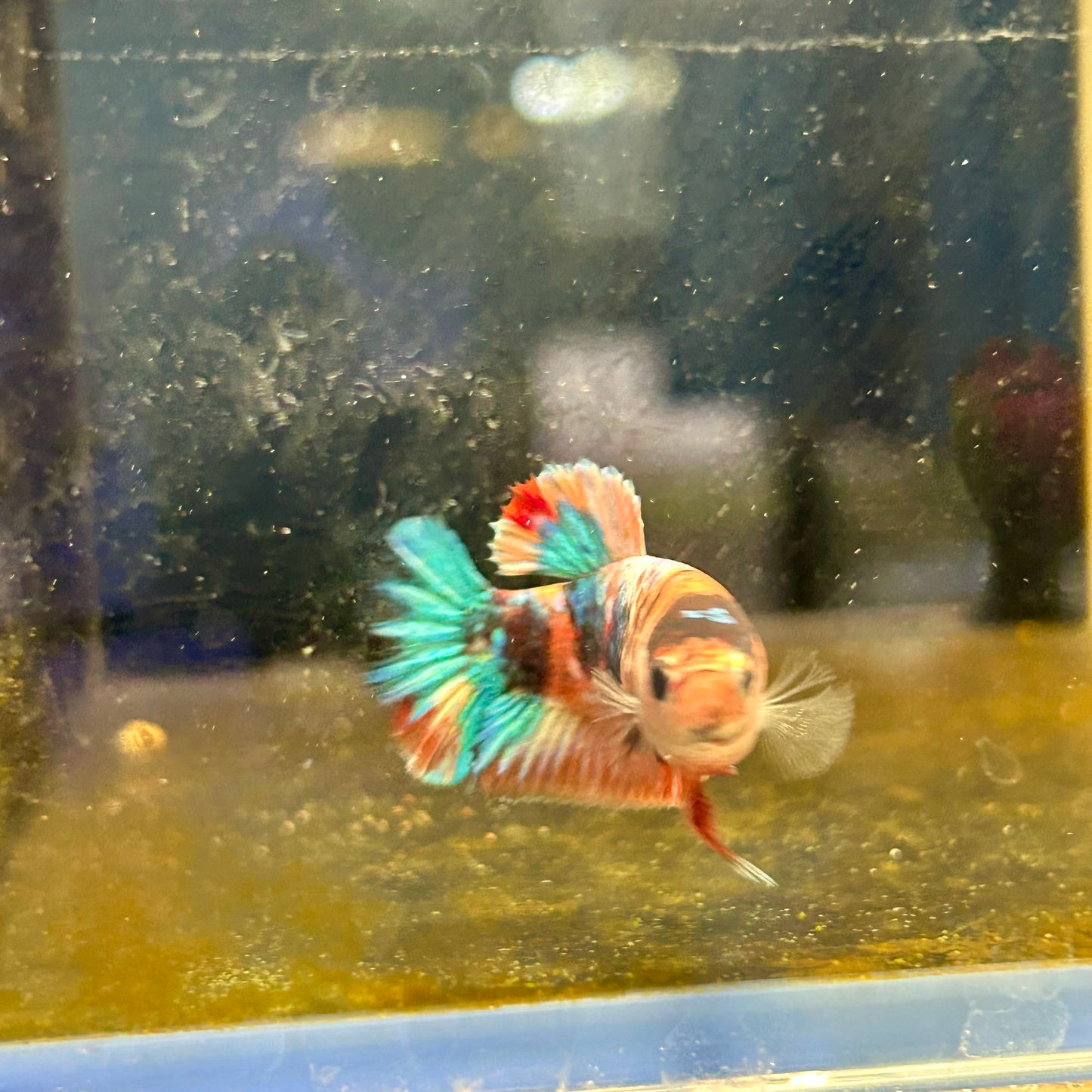 Plakat Candy Koi Orange Female Betta #A222