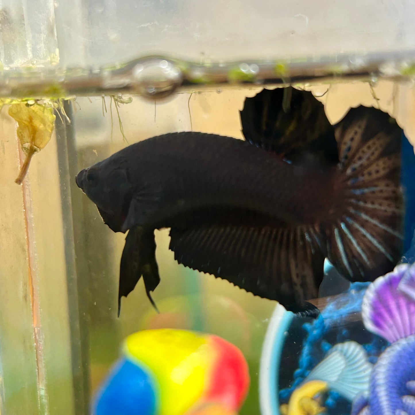 Super Black Plakat - Male betta 028