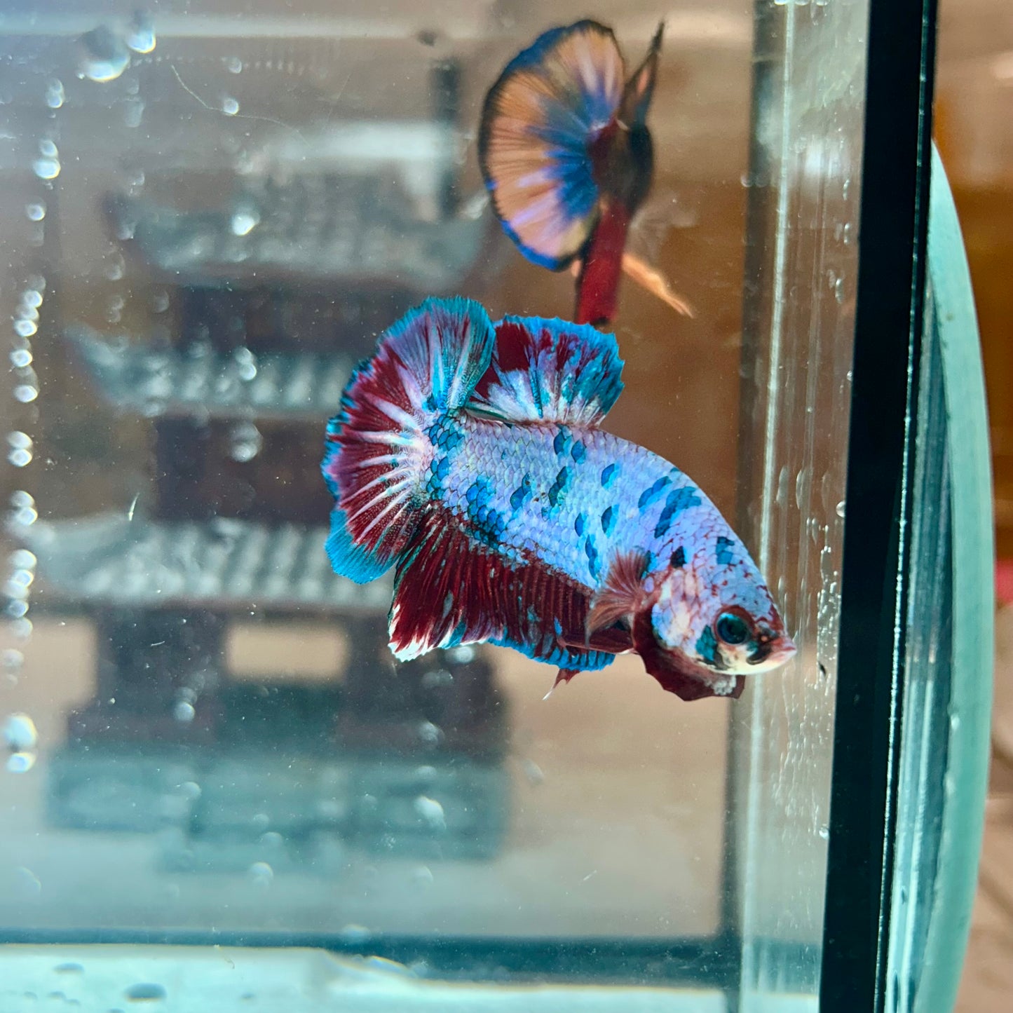 AOC Blue Koi Plakat - Male Betta 044