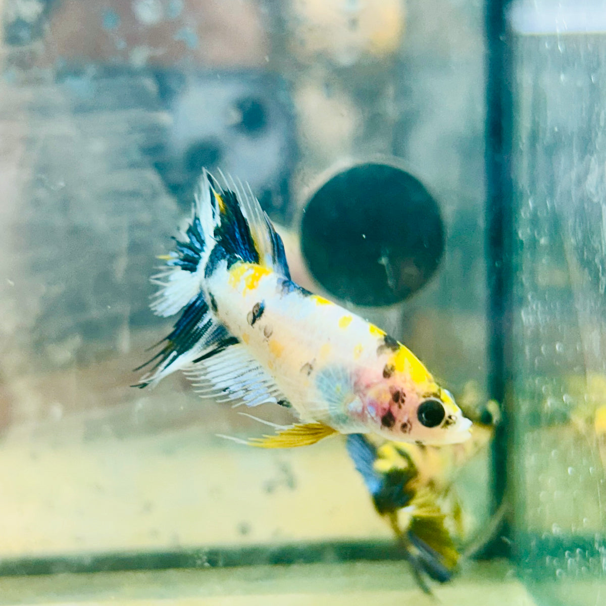 Koi Multicolor Crowntail - Female Betta #JU18