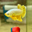 Yellow Dragon Plakat - Male betta 096