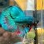 Green Turquoise Halfmoon - Male Betta 067