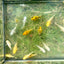 Assorted Balloon Molly - Juvenile 2 months old