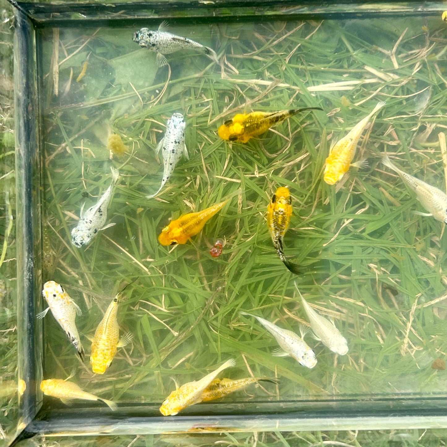 Assorted Balloon Molly - Juvenile 2 months old