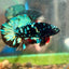 Avarta Nebula Plakat - Male Betta 019