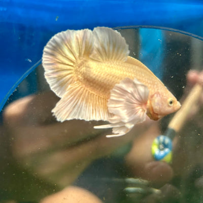 Dumbo 24K Gold Plakat - Male Betta 020 Breeder Grade