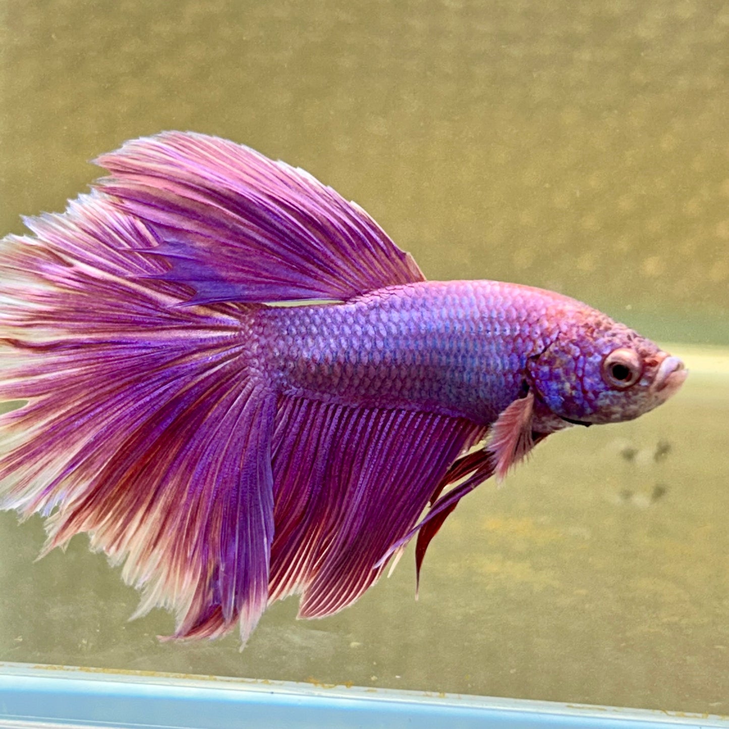 Purple Pink Halfmoon - Male Betta 100