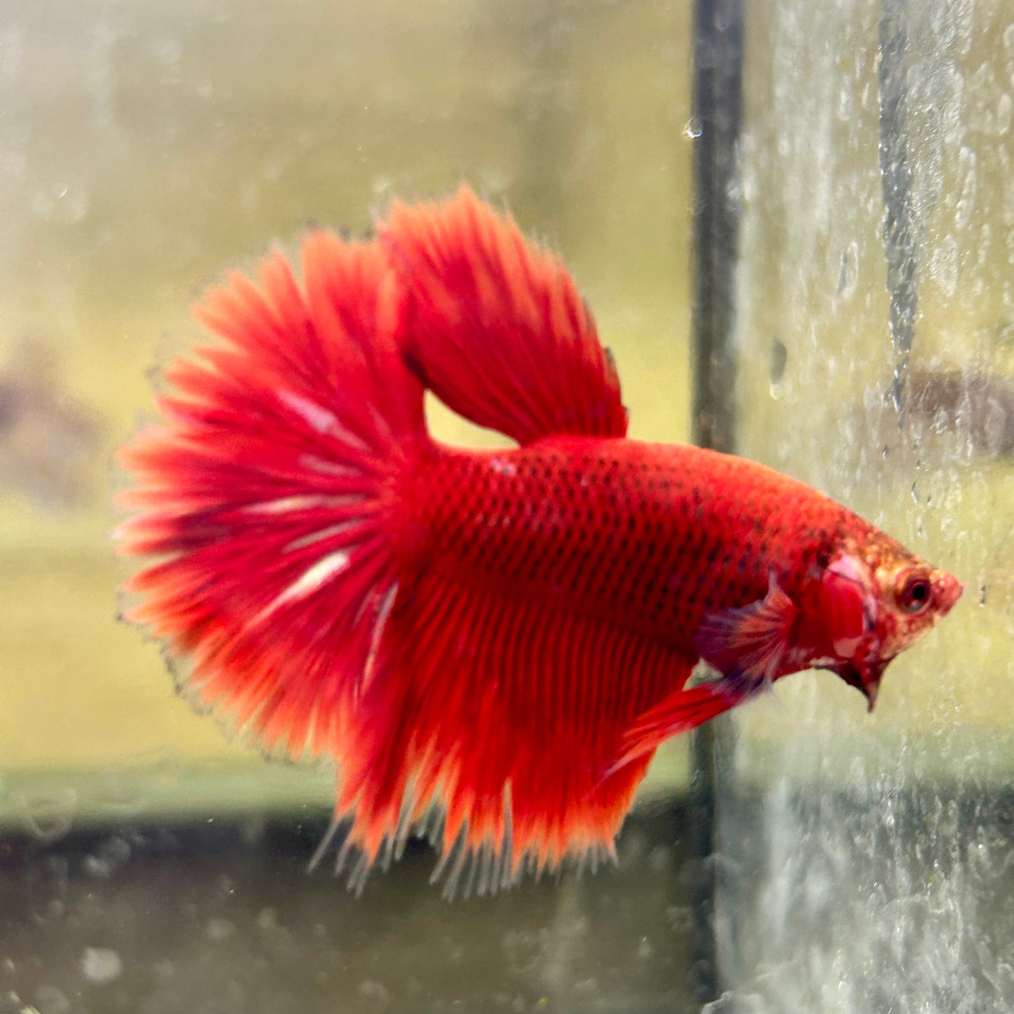 Red Koi Galaxy Halfmoon - Male Betta 161