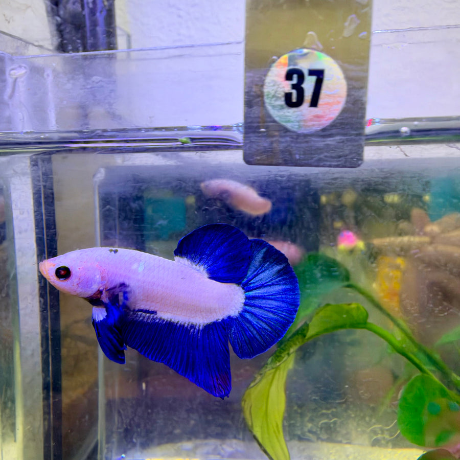 Plakat Blue Rim Male Betta #037