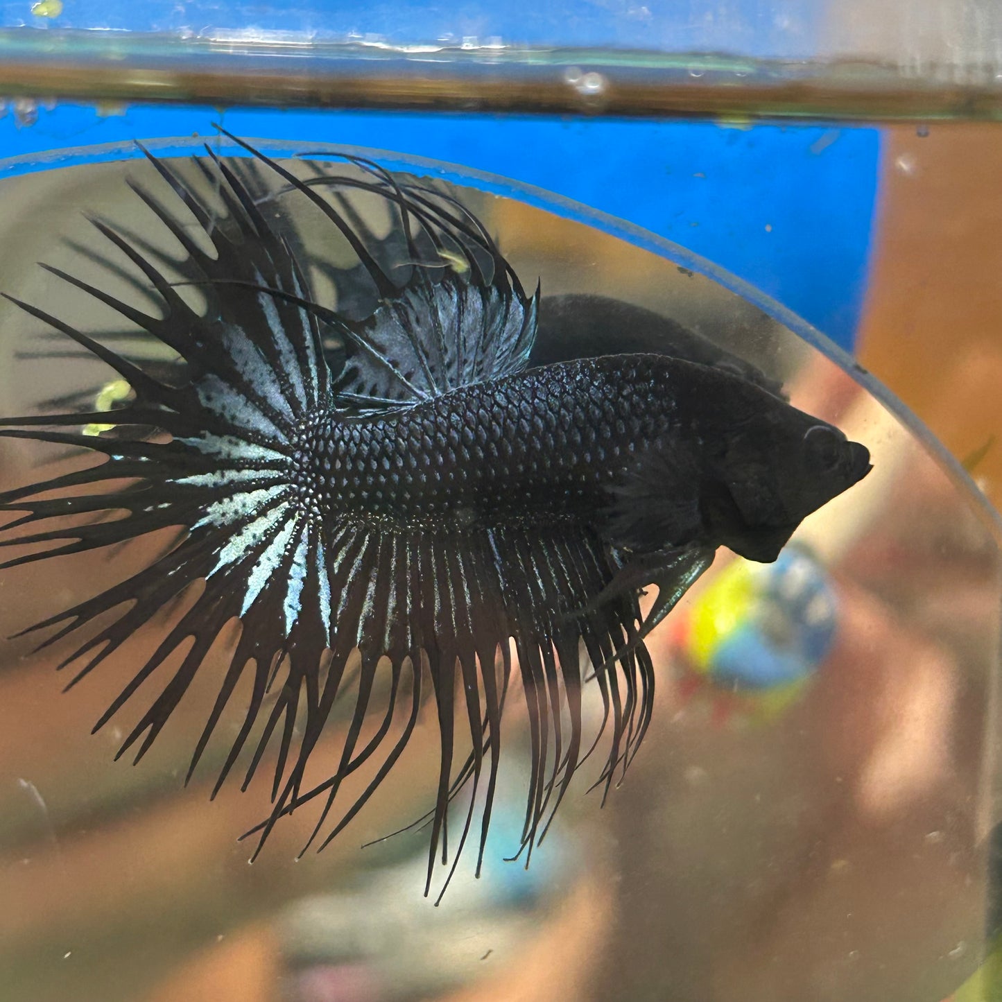 Black Orchid Crowntail - Male Betta 008