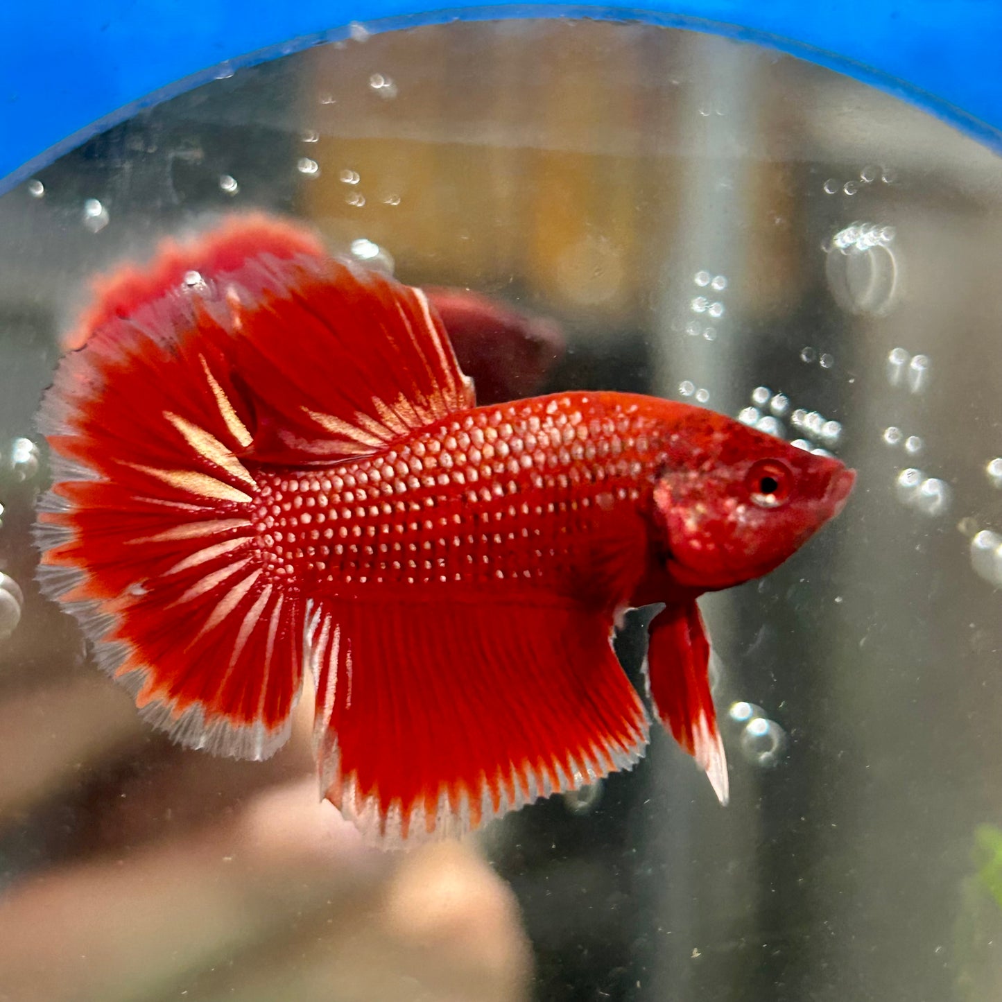 Red Gold Fancy Copper Halfmoon - Male Betta 108