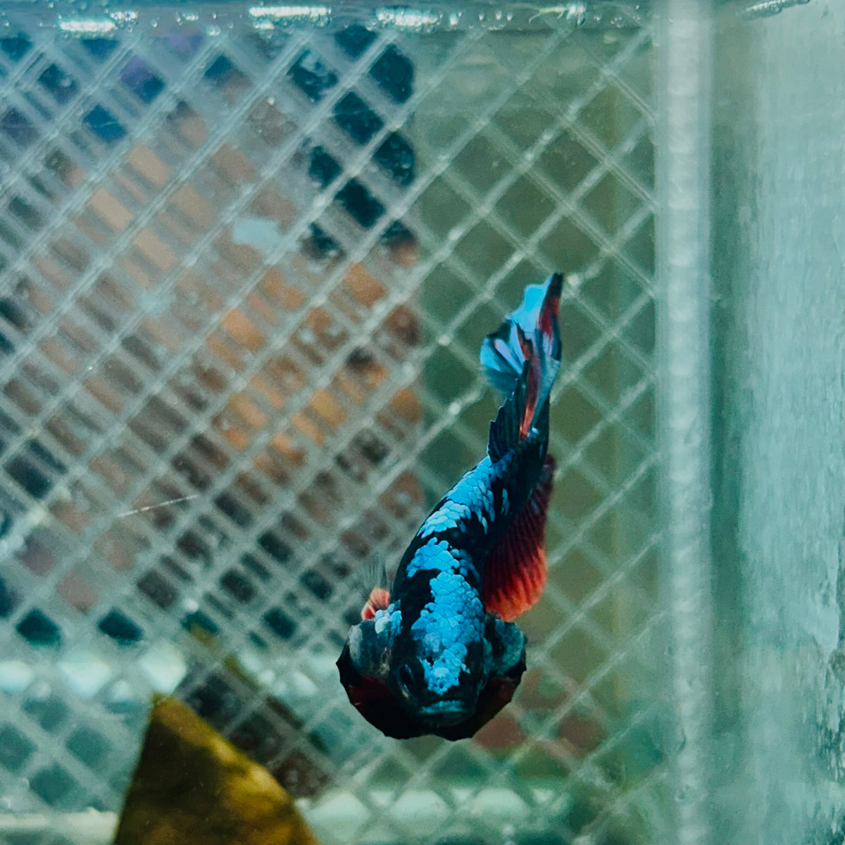 Plakat Avatar Nebula Male Betta #045