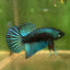 Green Mahachai Wild - Male Betta