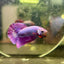 Purple Pink Plakat- Male Betta 082