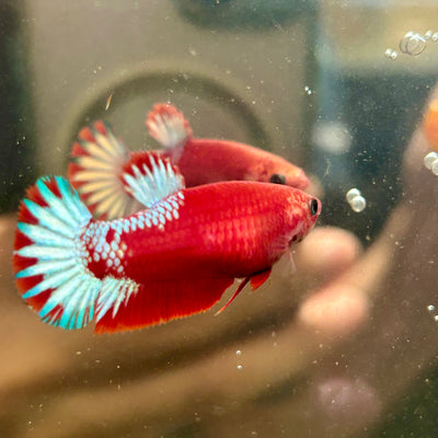 Red Fancy Plakat - Female betta 051