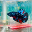 Avarta Stardust Plakat - Male Betta #105