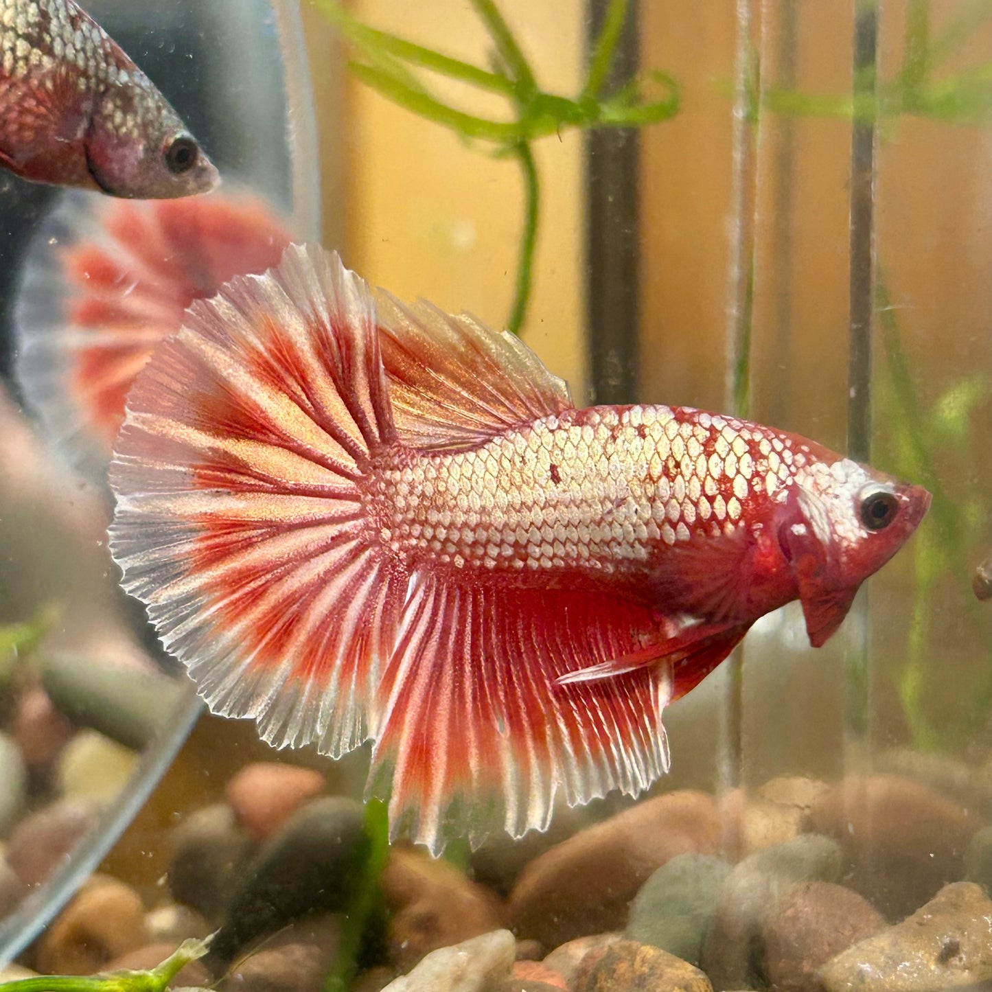 Red Gold Fancy Copper Halfmoon - Male Betta 116