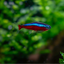 Cardinal Tetra - Nano Fish