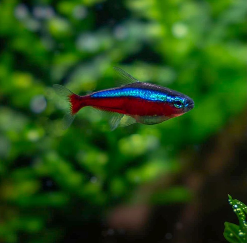 Cardinal Tetra - Nano Fish