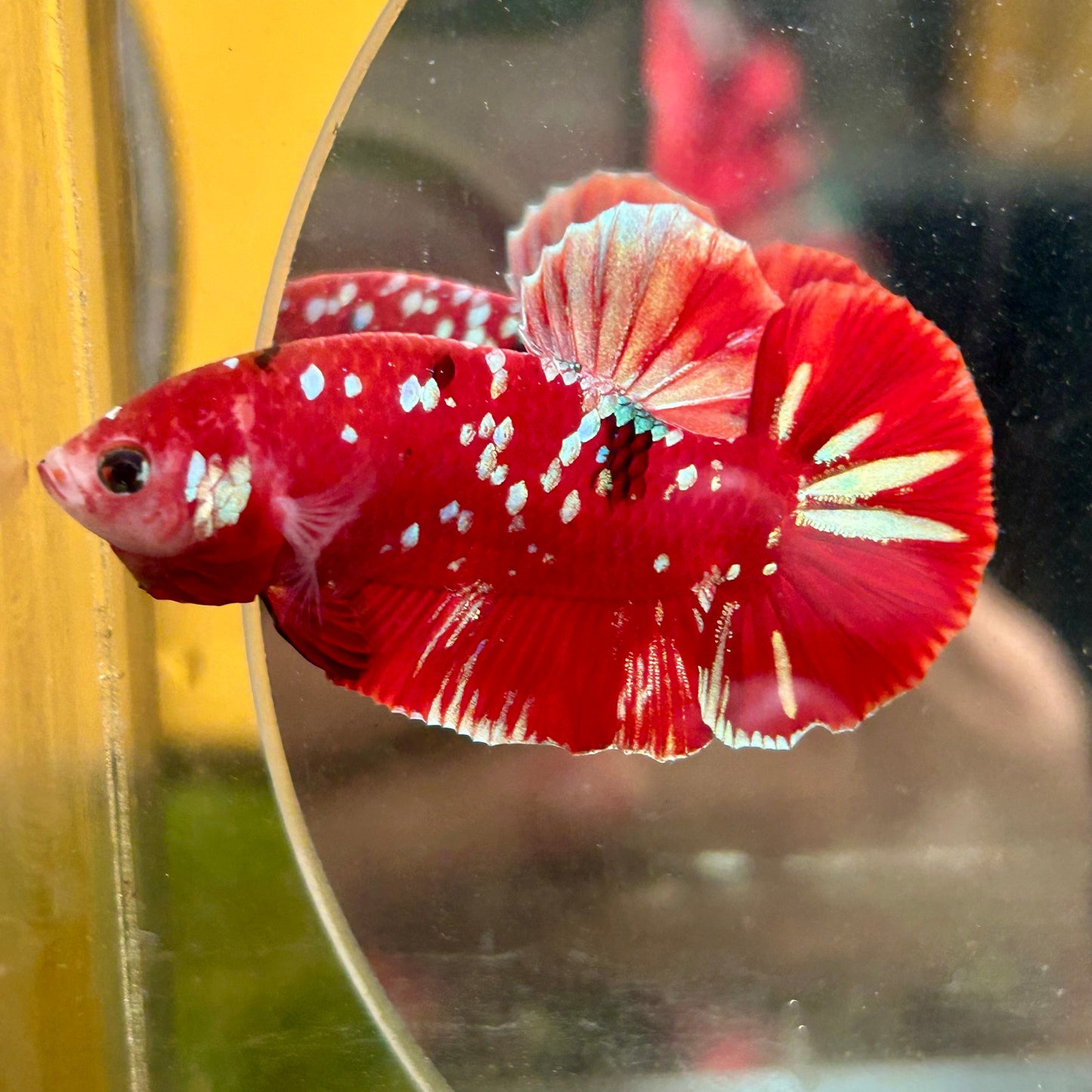 Koi Red Galaxy Gold Plakat - Male Betta 068