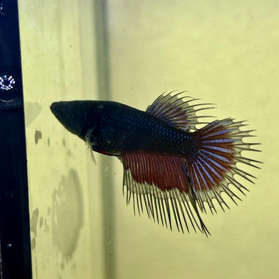 Black Orchid Crowntail - Female Betta CF1