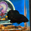 Super Black Plakat - Male Betta 100