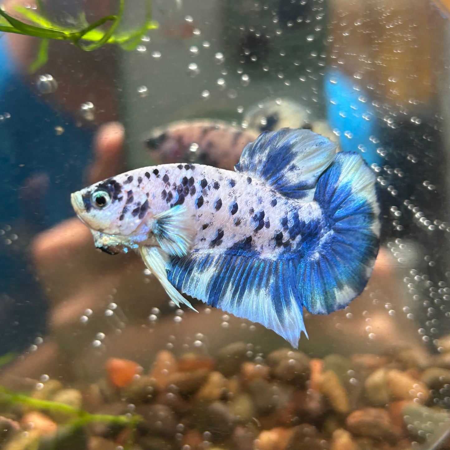 Blue Marble Dot Plakat - Male betta 150