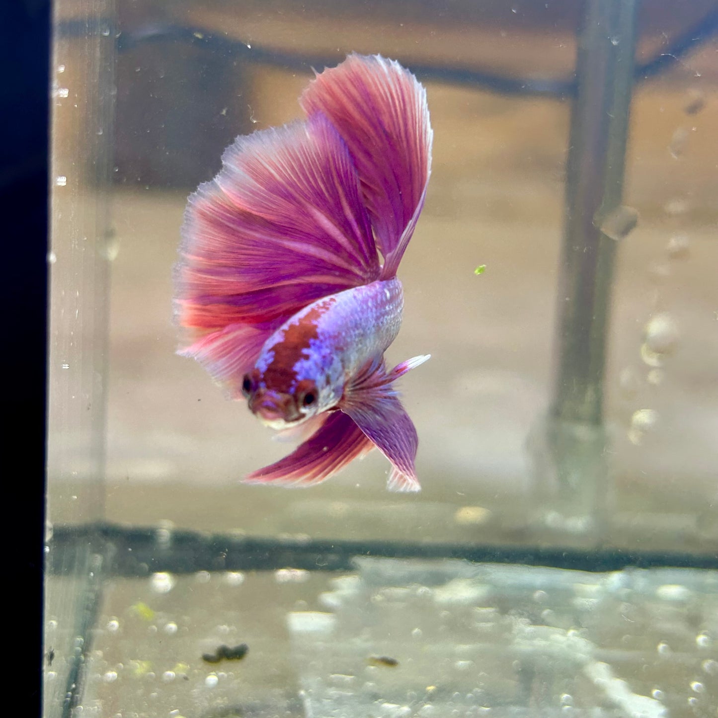 Purple Pink Halfmoon - Male Betta  117