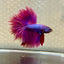 Purple Pink Halfmoon - Male Betta 177