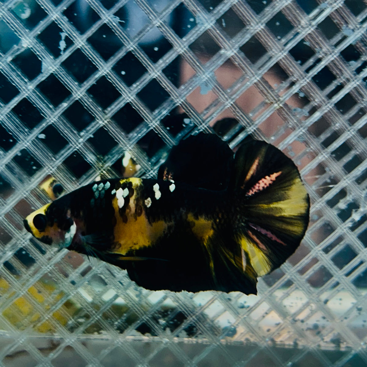 Plakat Bumble Bee Yellow Male Betta #165