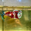 Koi Red Galaxy Plakat - Female Betta  35 Breeder Grade