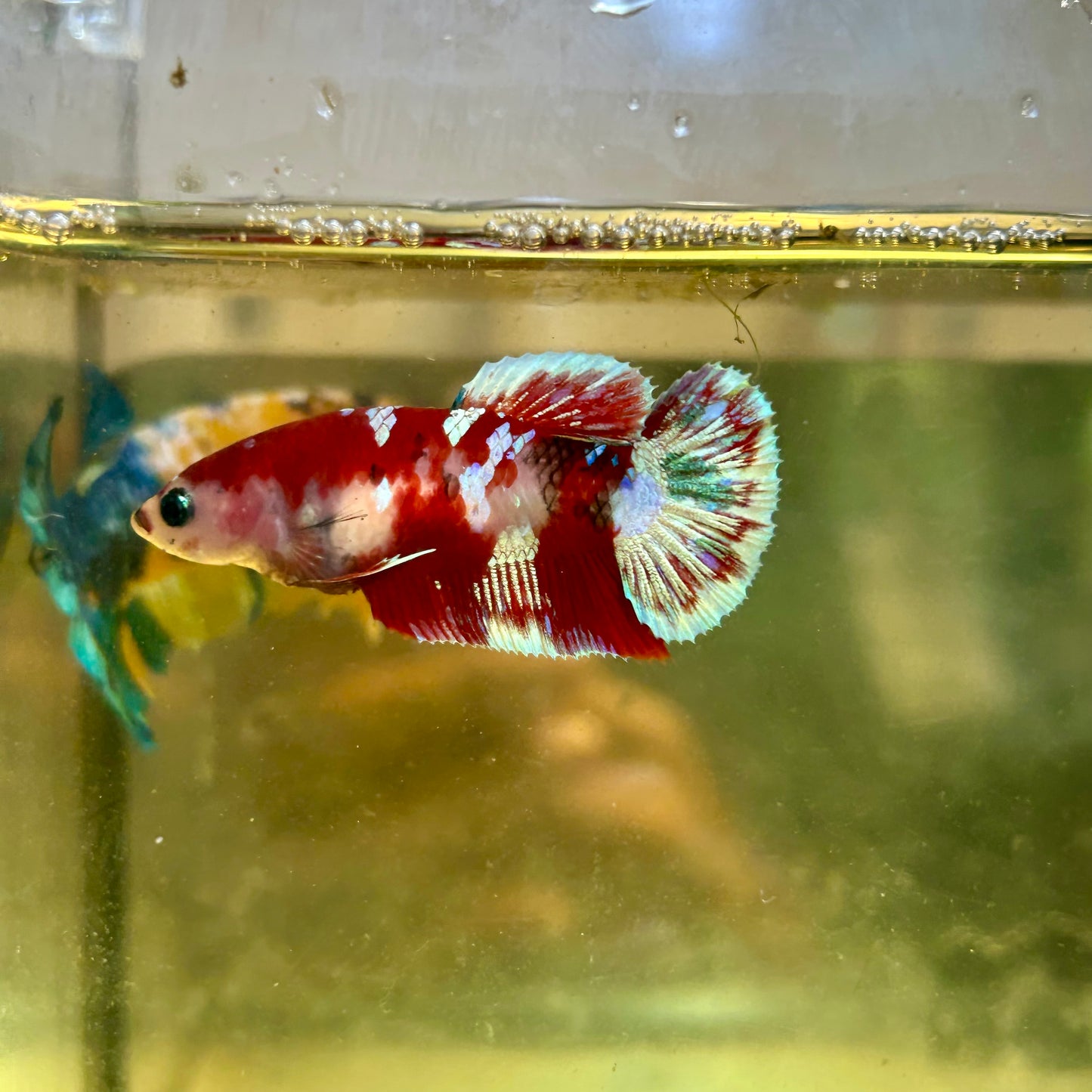 Cá Koi Red Galaxy Plakat - Bậc nhân giống Betta 35 cái