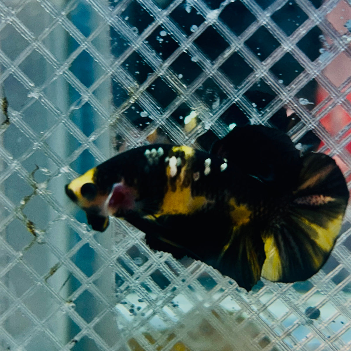 Plakat Bumble Bee Yellow Male Betta #165