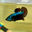 Blue Samurai Plakat - Male betta 151