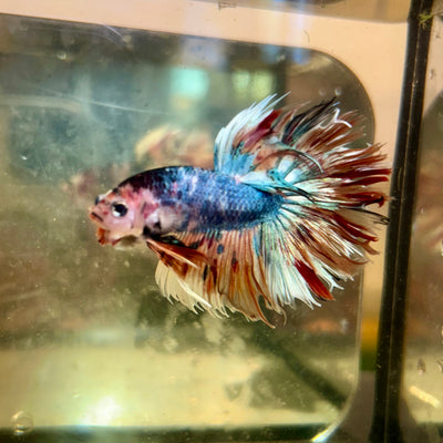 Pez koi cola de corona - Betta macho 142