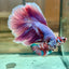 Purple Pink Halfmoon - Male Betta 162