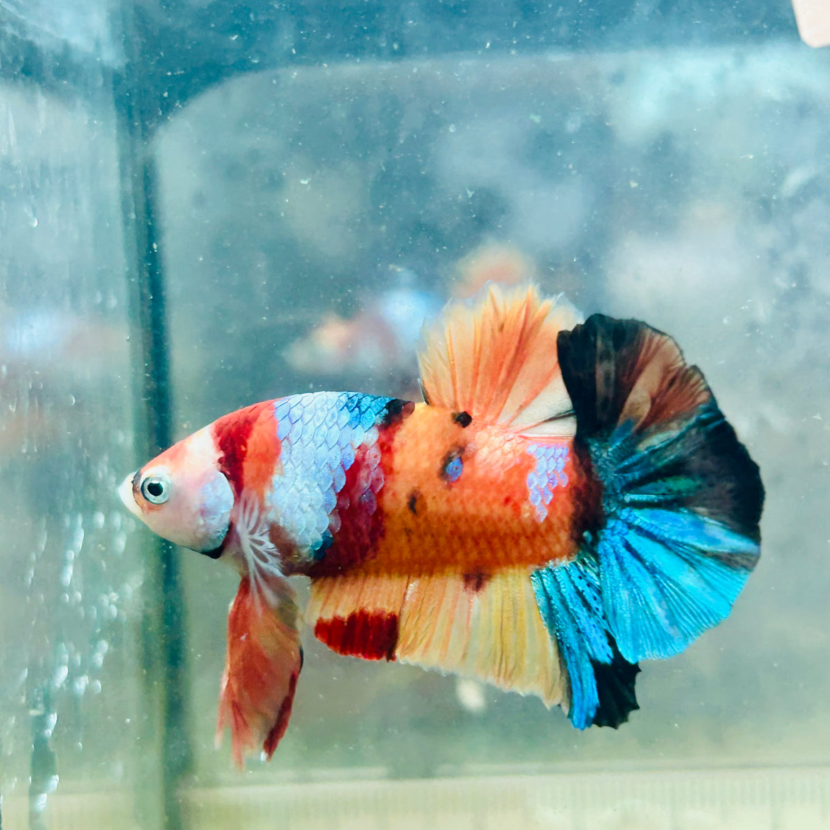 Plakat Nemo Galaxy Male Betta #Au44