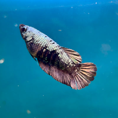 Avarta Copper Plakat - Female Betta A02