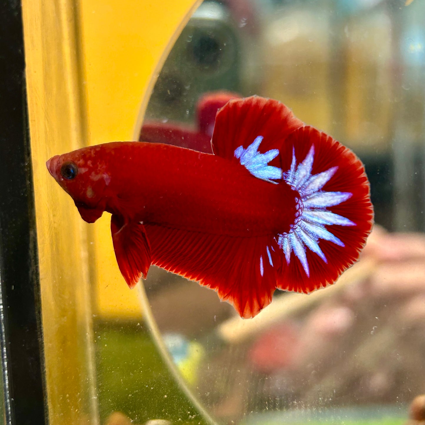 Red Fancy Hellboy Plakat - Male Betta 102