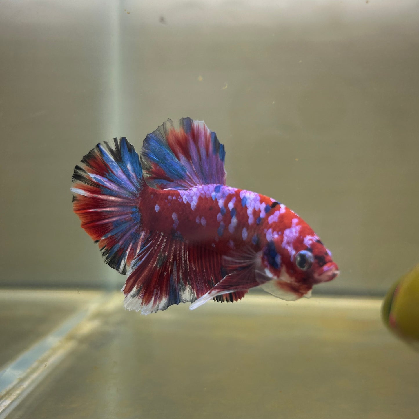 Red Koi Galaxy Plakat - Male Betta 062