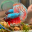 Red Fancy Halfmoon - Male Betta 123