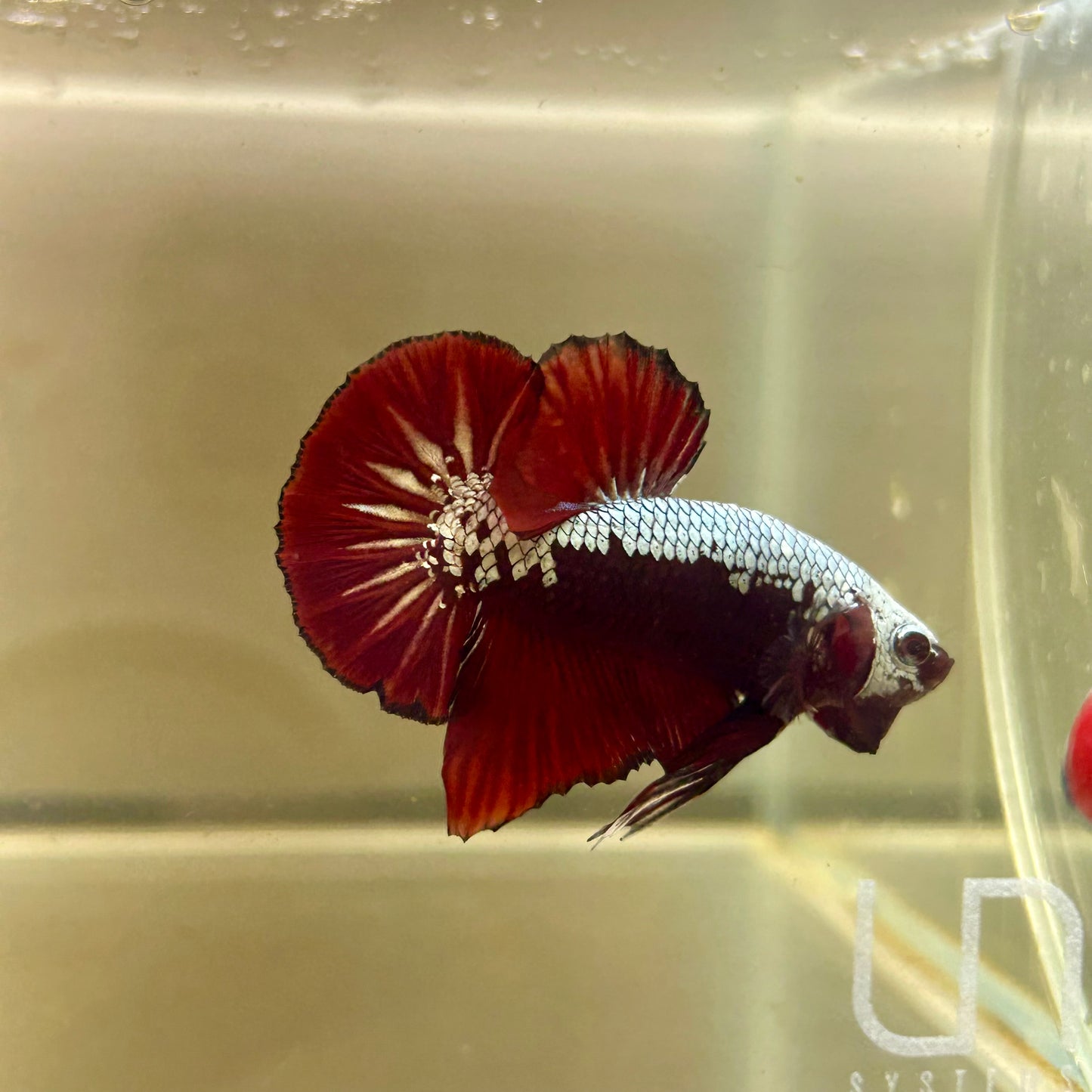 Blood Samurai Plakat - Male betta 114