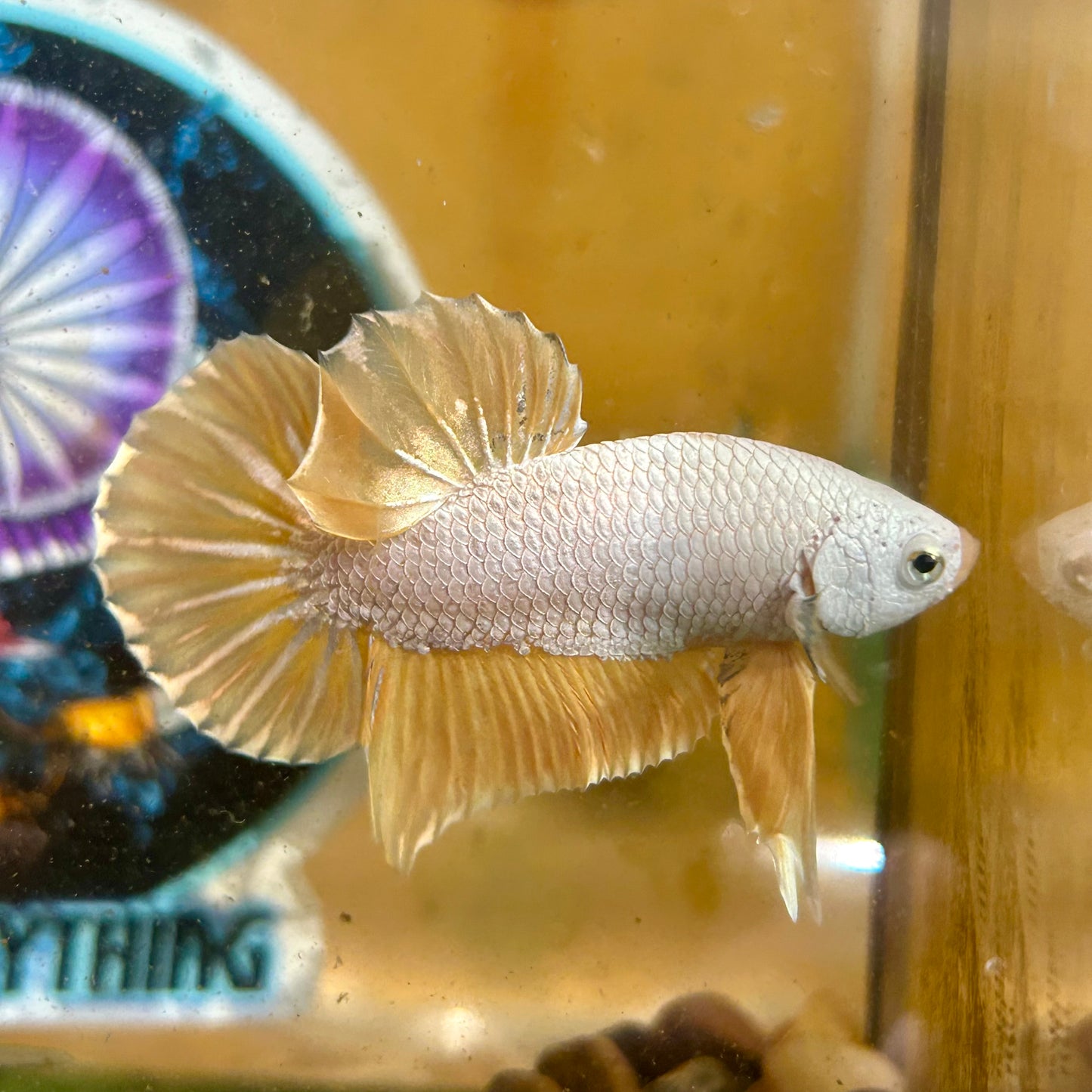 Yellow Dragon Plakat - Male betta 069